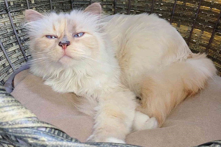 Cơ Hội Việc Làm